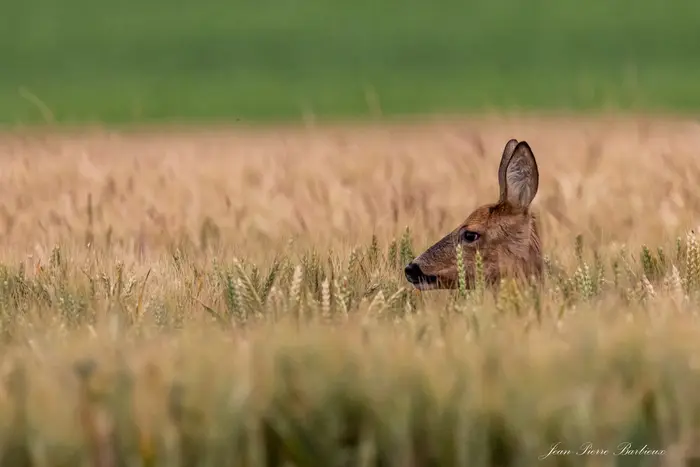 Balade naturaliste : Défilé haute - fourrure, les mammifères à l’honneur_1