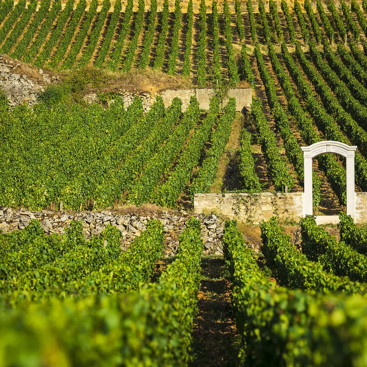 Chevaliers-Montrachet