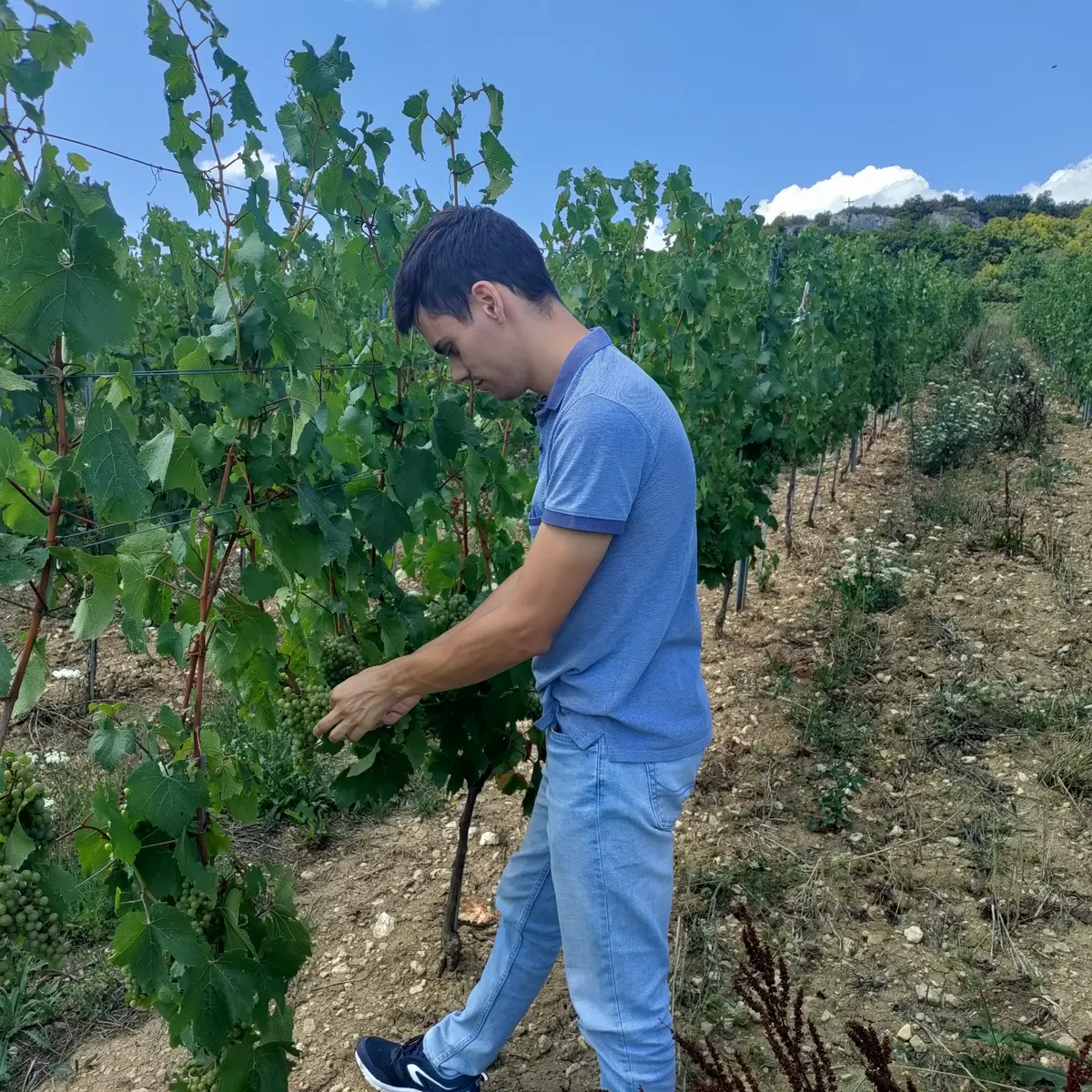 Observation vignoble