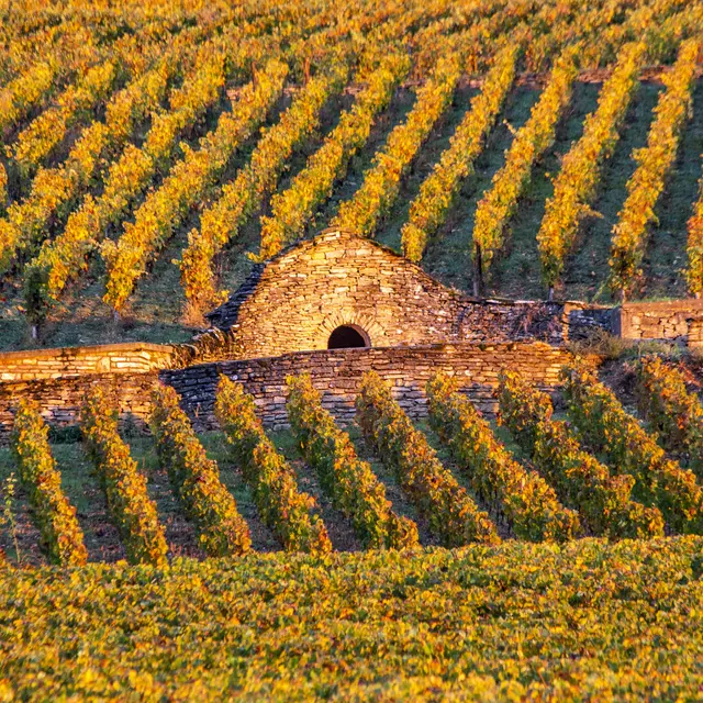 Vignoble Bourguignon