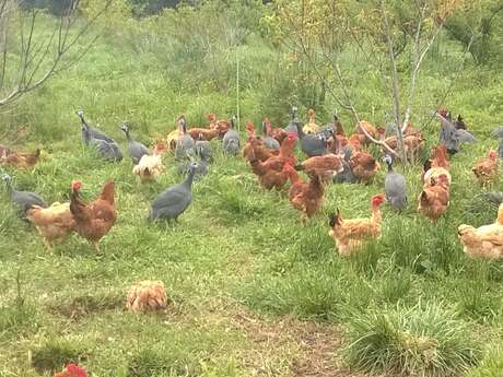 LA FERME DU JEANTINE