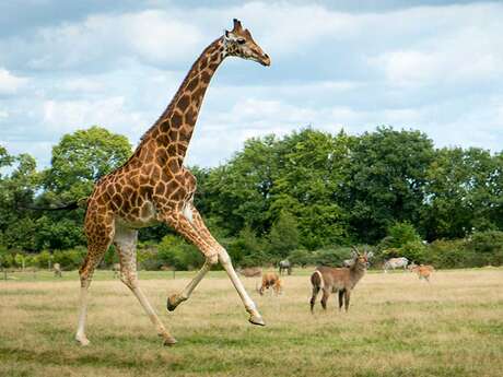 Parc animalier de Branféré