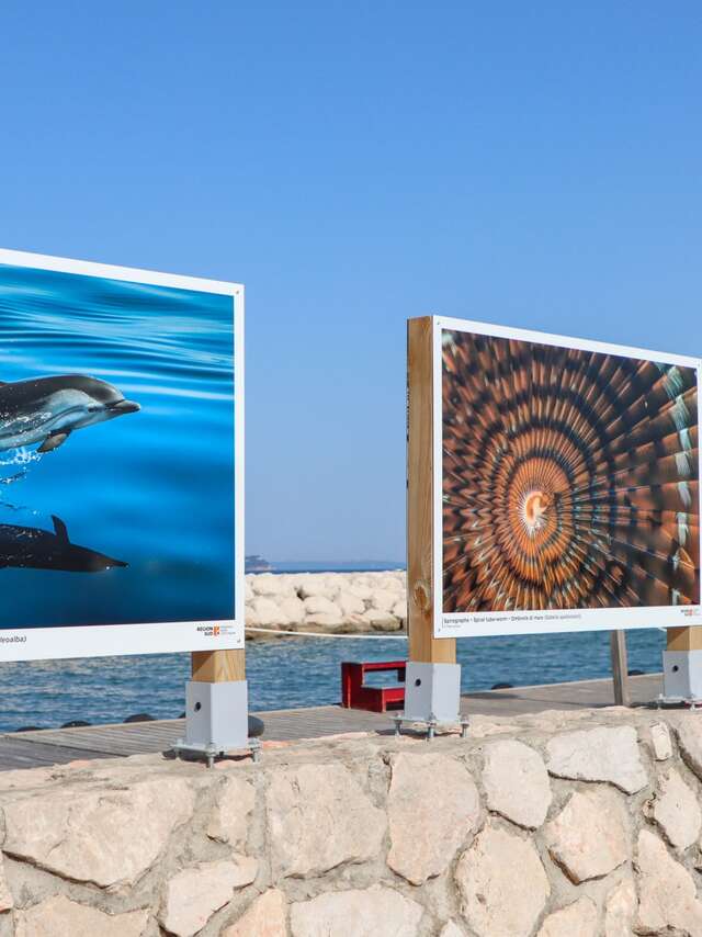 Le monde sous-marin en photos - Greg Lecoeur