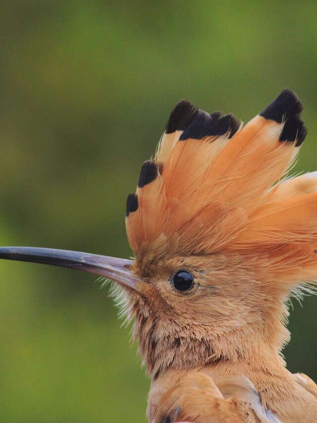 Point rencontre : Découverte des oiseaux des îles (Porquerolles)